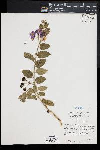 Solanum xanti image