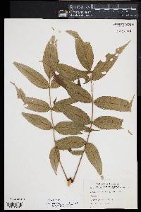 Fraxinus nigra image