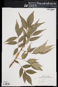 Fraxinus nigra image