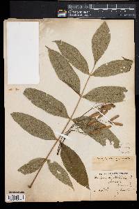 Fraxinus nigra image