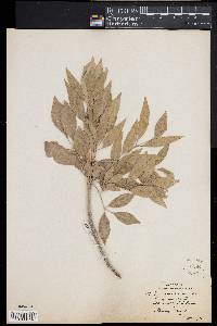 Fraxinus velutina image