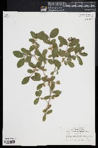 Ligustrum vulgare image