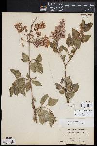 Syringa x chinensis image