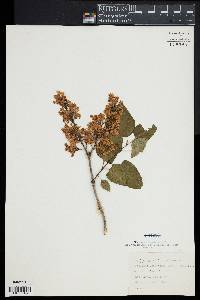 Syringa vulgaris image