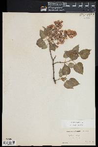 Syringa vulgaris image