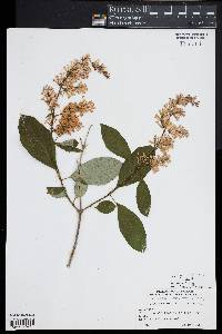 Syringa wolfii image