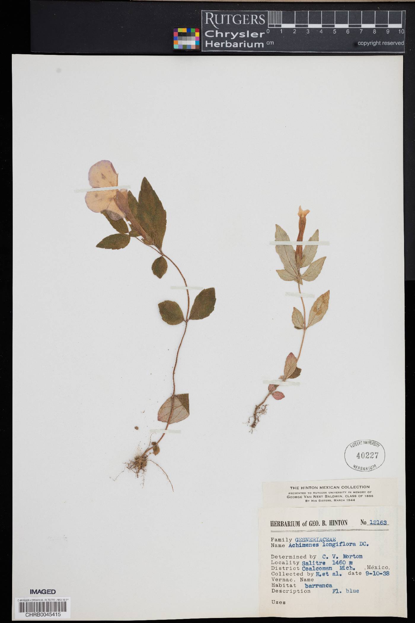 Achimenes longiflora image