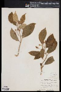 Besleria triflora image