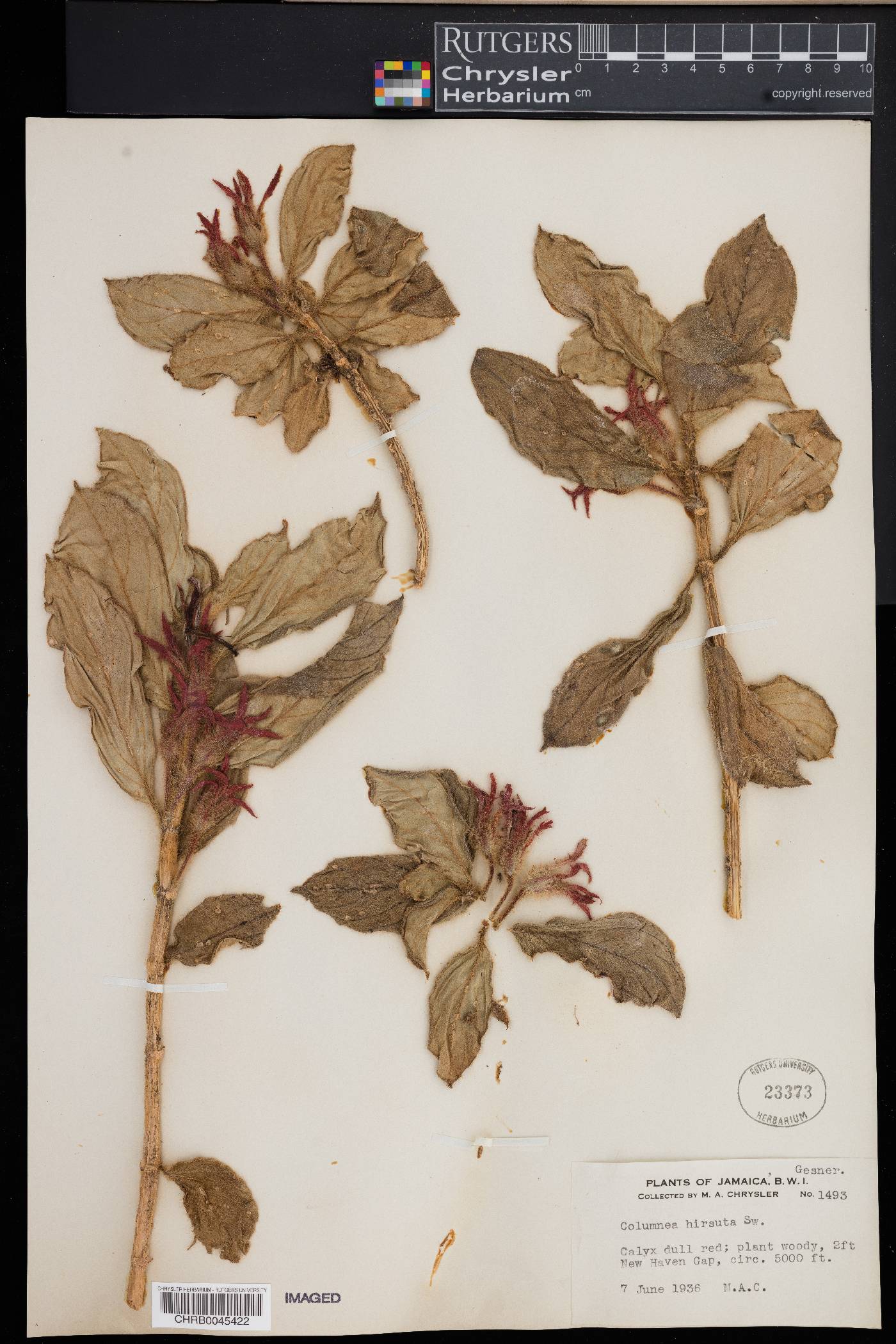 Columnea hirsuta image