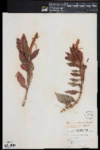 Columnea lepidocaula image