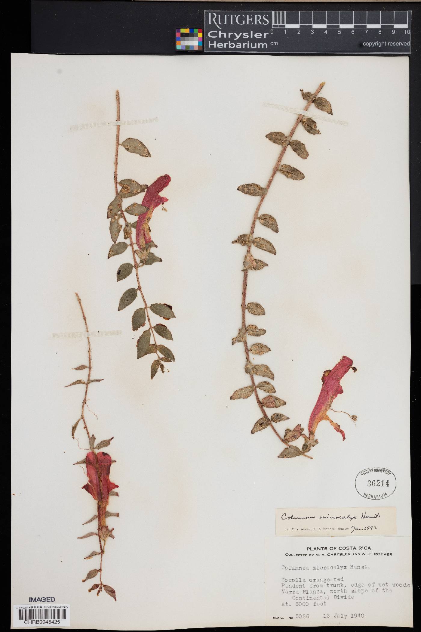 Columnea microcalyx image