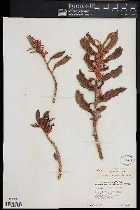 Columnea querceti image