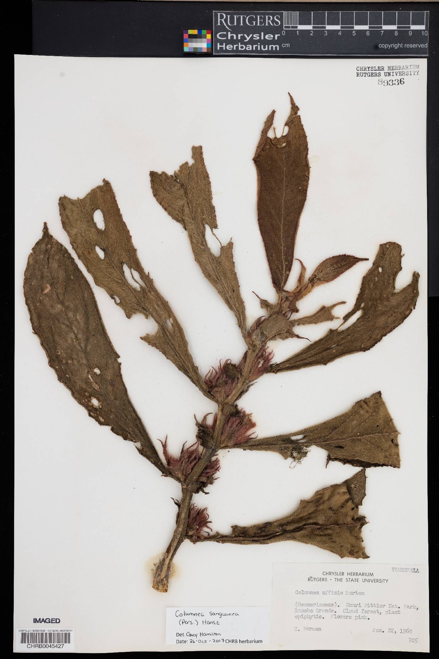 Columnea sanguinea image