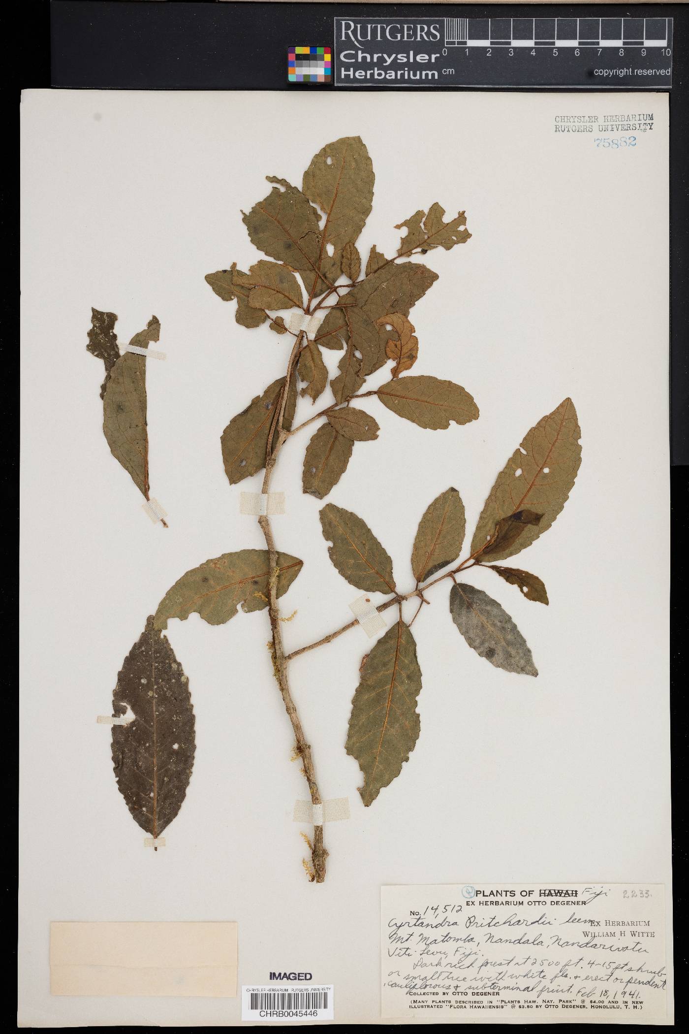 Cyrtandra pritchardii image