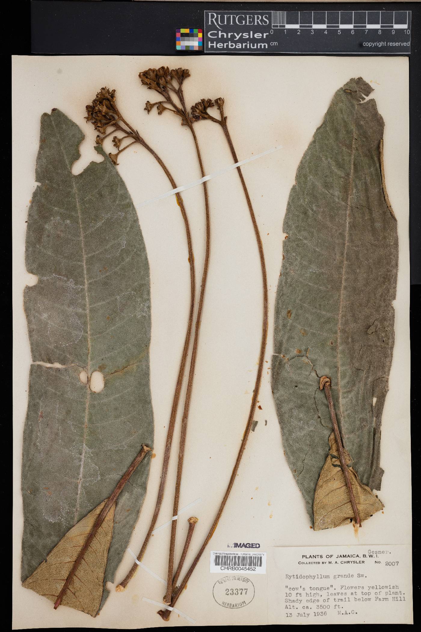 Rhytidophyllum grande image