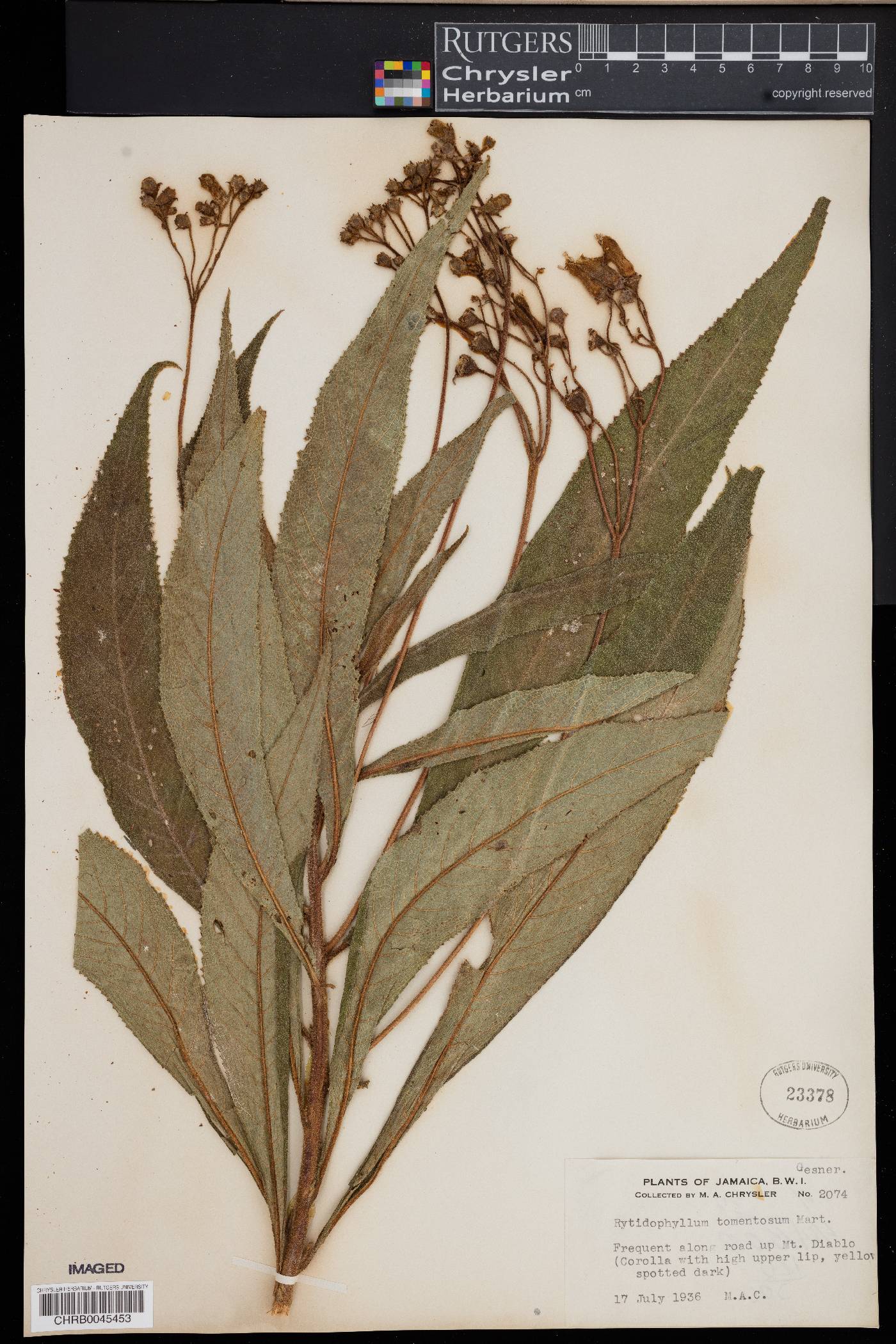 Rhytidophyllum tomentosum image