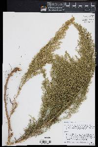 Artemisia campestris image