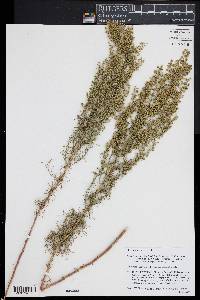 Artemisia campestris image