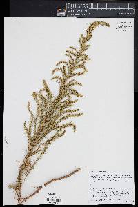 Artemisia campestris image