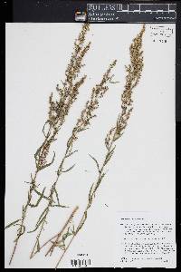 Artemisia dracunculus image