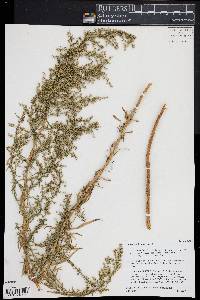 Artemisia dracunculus image