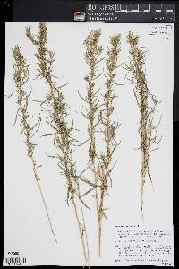 Artemisia dracunculus image