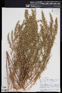 Artemisia dracunculus image