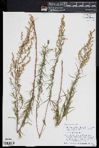 Artemisia dracunculus image