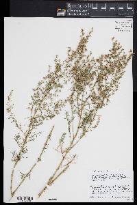 Artemisia dracunculus image