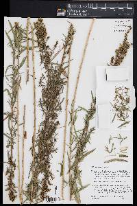 Artemisia dracunculus image