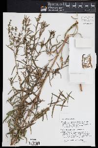 Artemisia dracunculus image