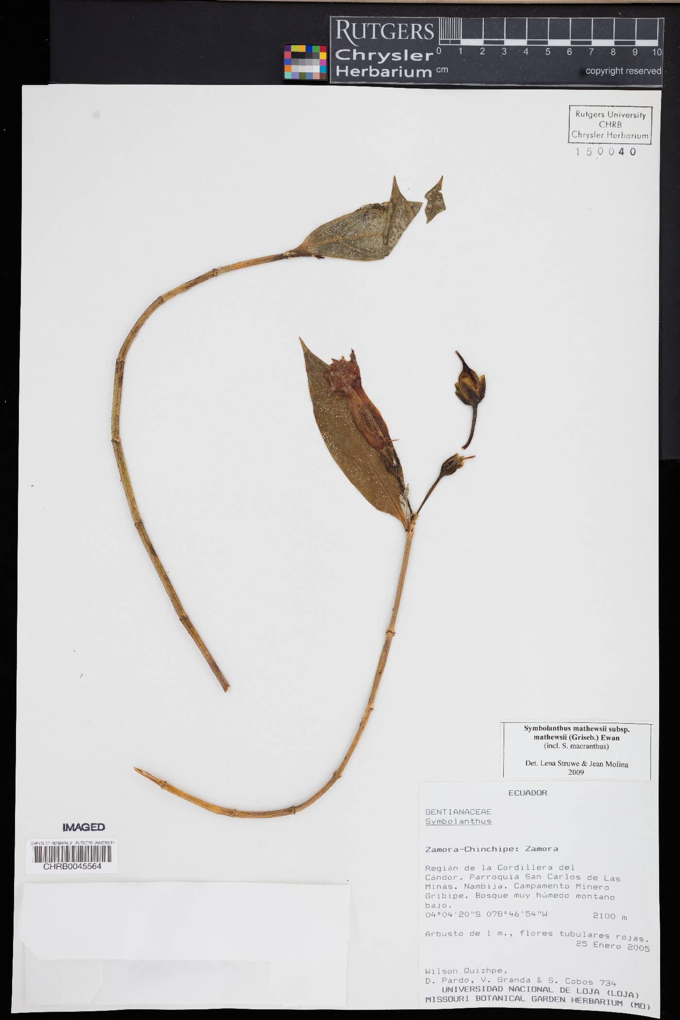 Symbolanthus mathewsii image