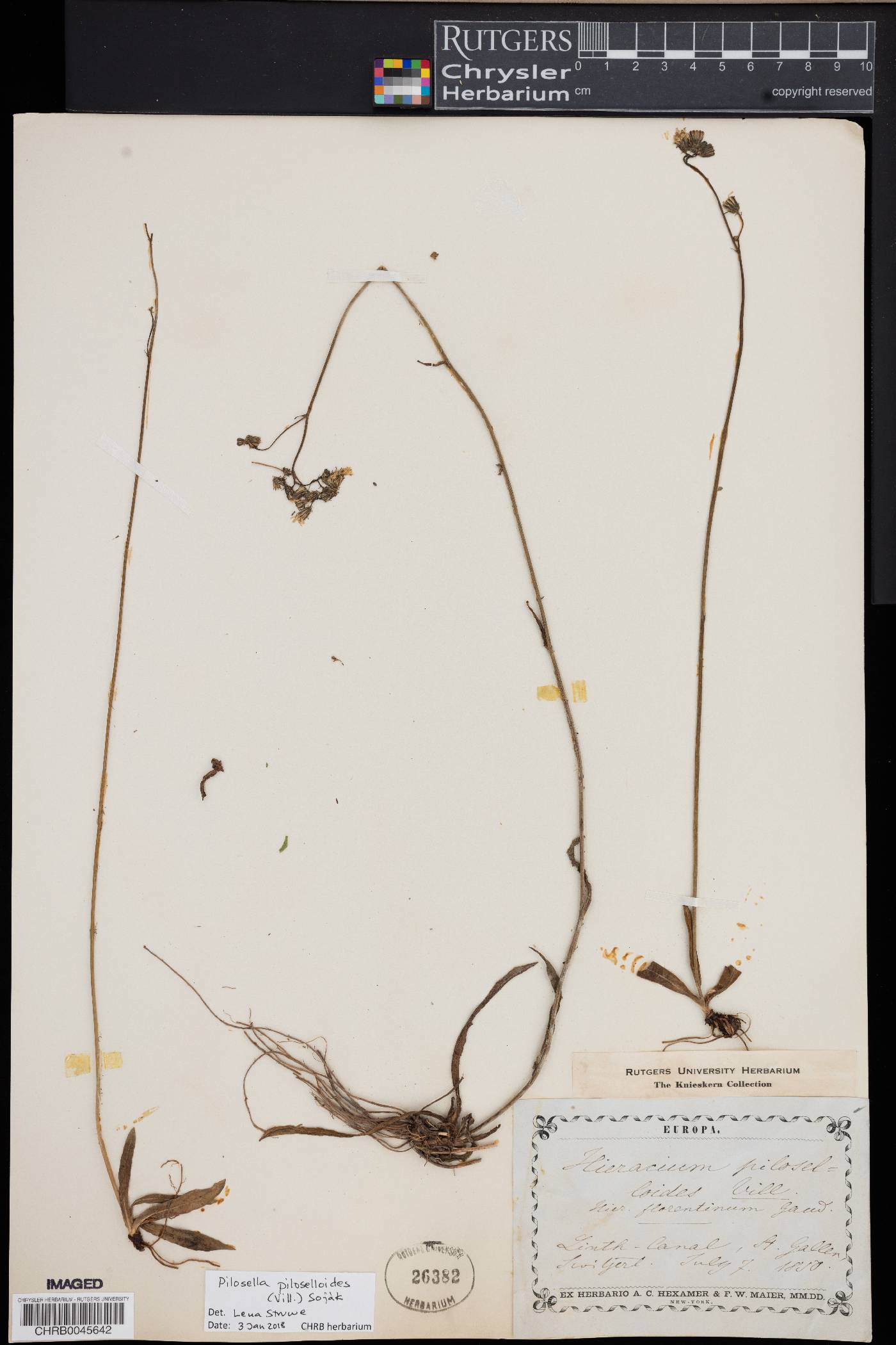 Pilosella piloselloides image