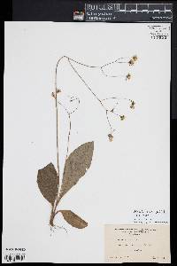Hieracium venosum image