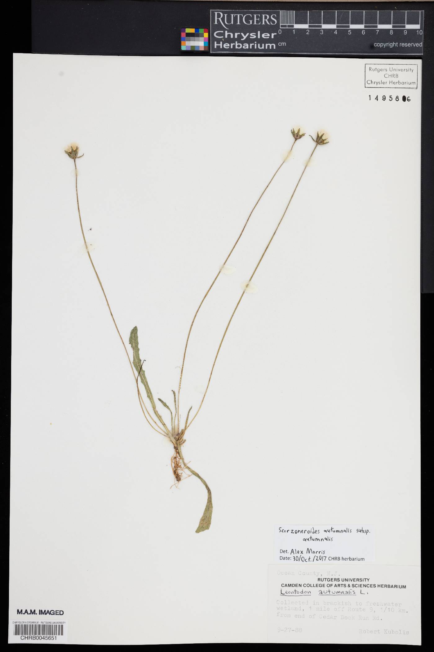 Scorzoneroides autumnalis image