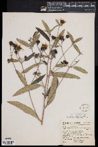 Image of Viguiera buddleiiformis