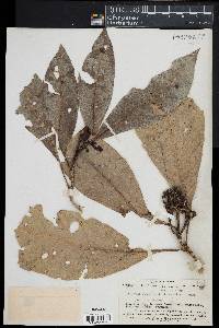 Media resource of Calycosia lageniformis