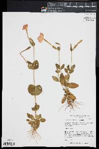 Tachiadenus carinatus image