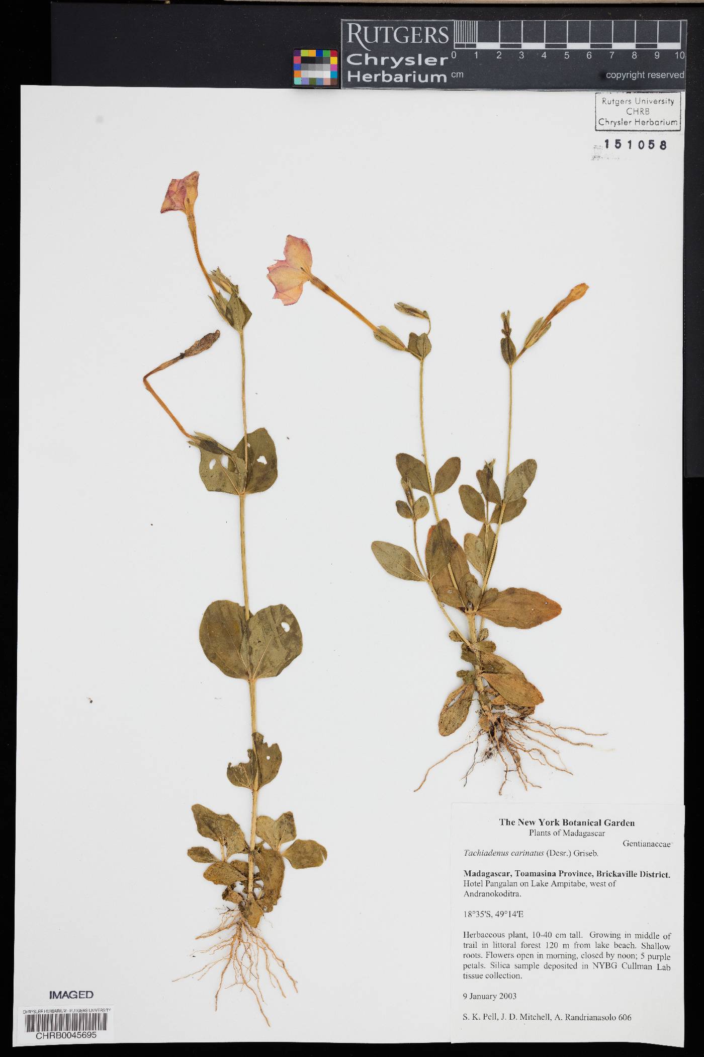Tachiadenus image