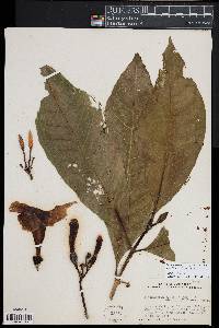 Tabernaemontana glabra image