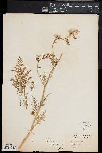 Schizanthus pinnatus image