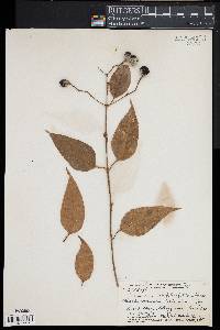 Jasminum simplicifolium image