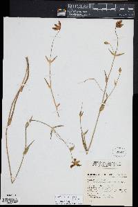 Calochortus spatulatus image