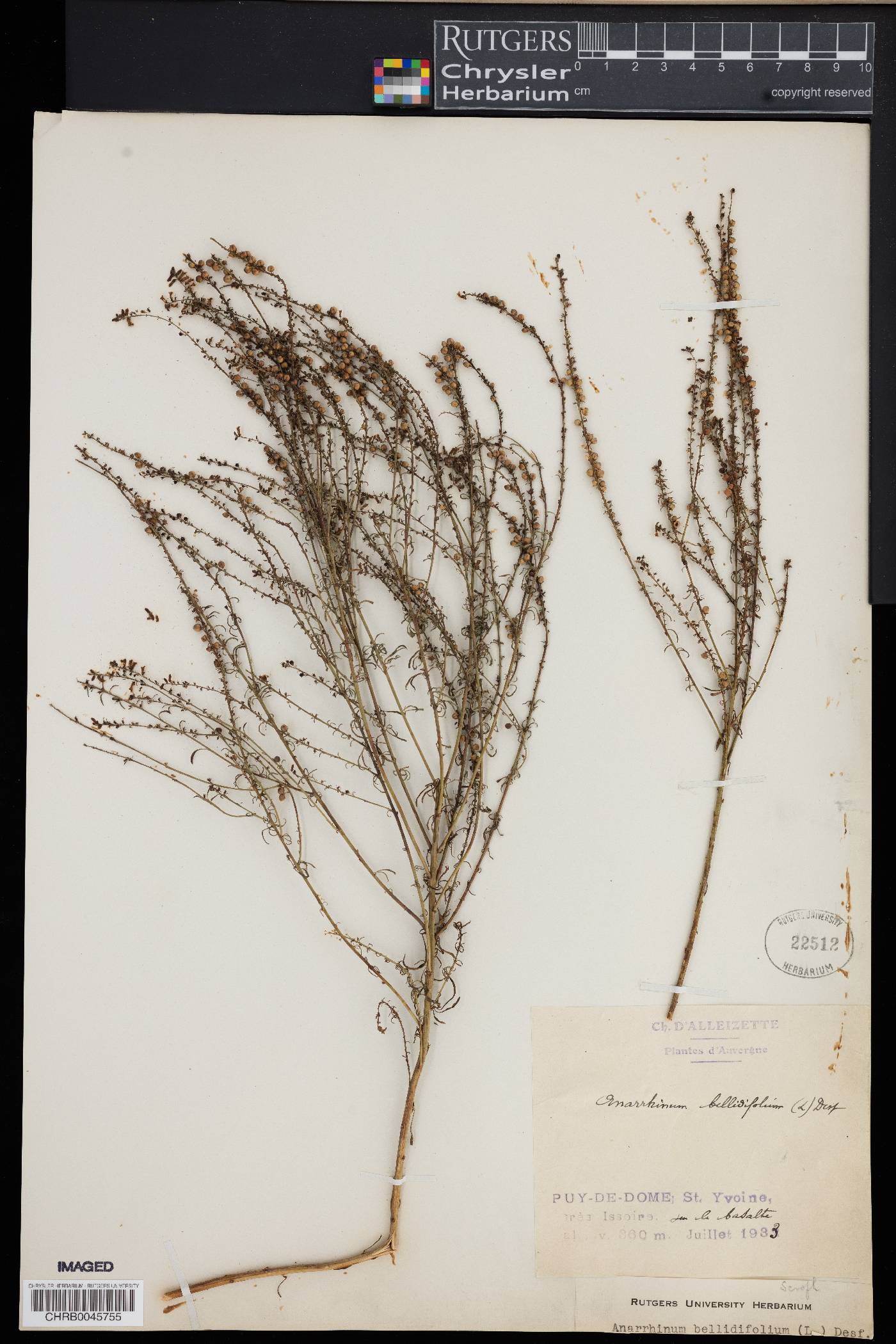 Antirrhinum bellidifolium image