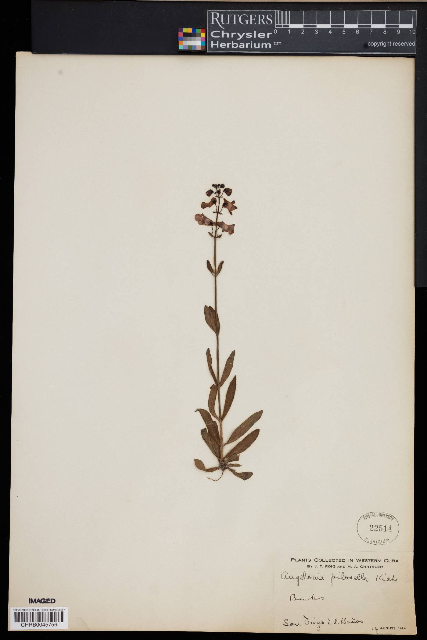 Angelonia pilosella image