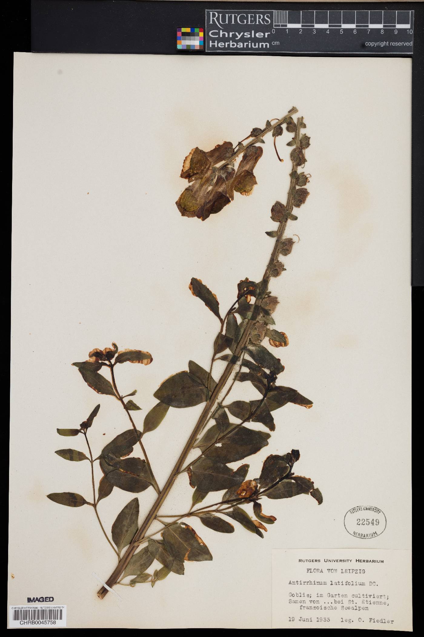 Antirrhinum latifolium image