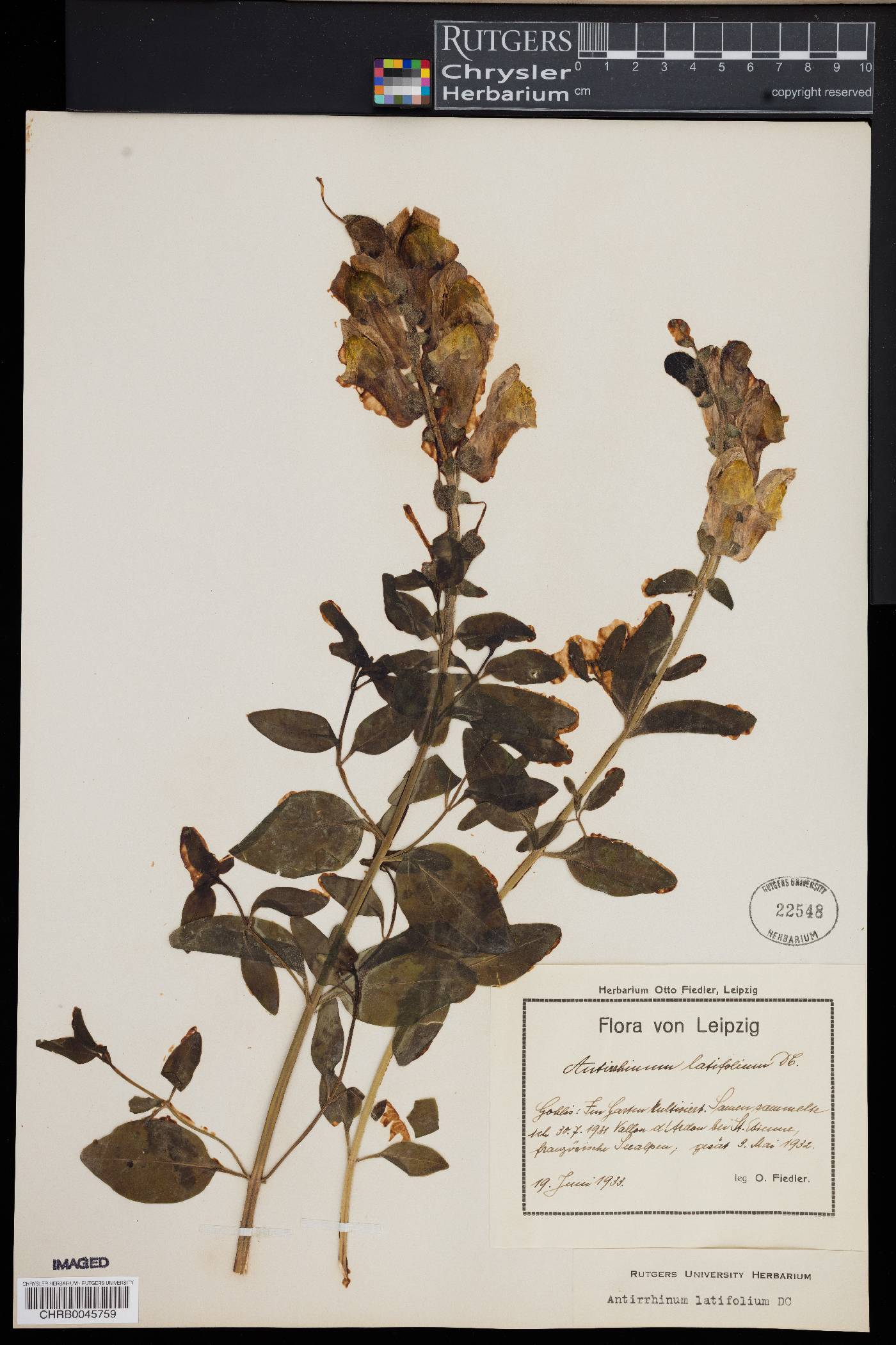 Antirrhinum latifolium image