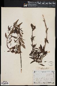 Antirrhinum majus image