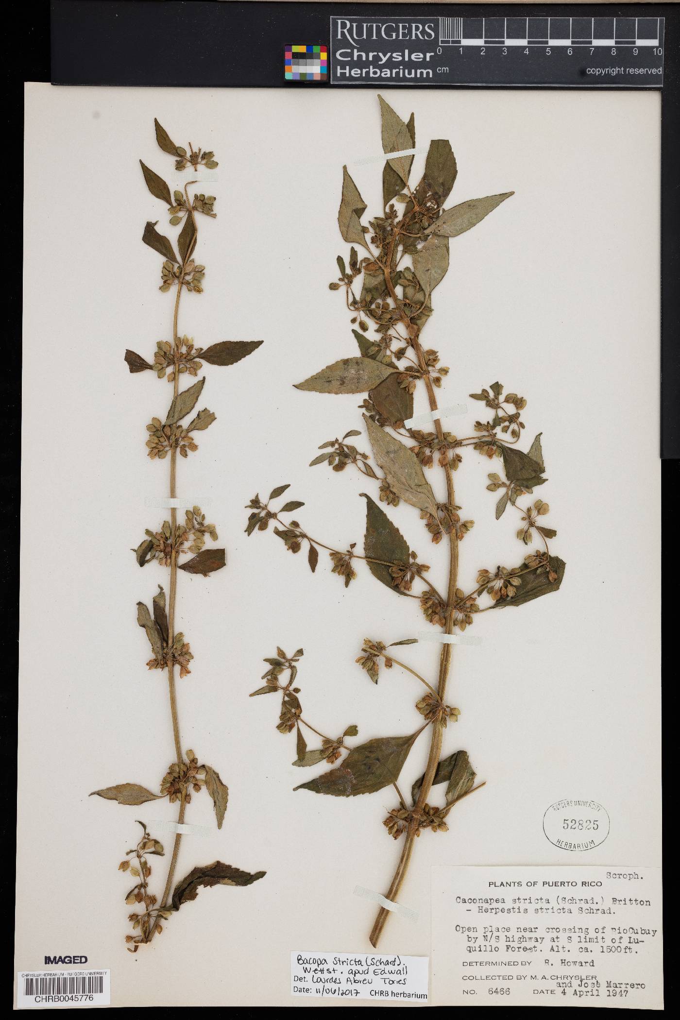 Bacopa stricta image