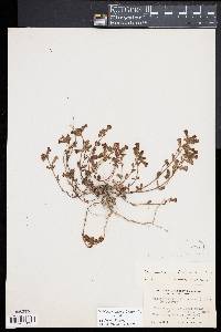 Chaenorhinum villosum image